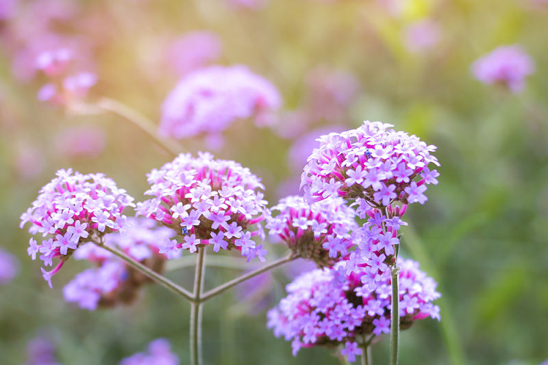 flores de verbena para mantener senos más firmes